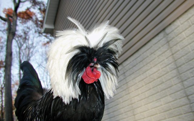 Are Bantams Real Chickens?